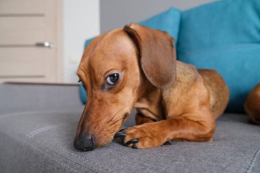Dachshund köpeği kanepede yastık ve defterle yatıyor. Evdeki köpek hayatı. Sağlıklı ve mutlu bir köpek..