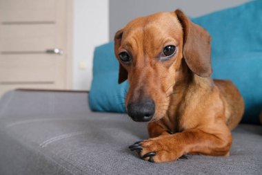 Dachshund köpeği kanepede yastık ve defterle yatıyor. Evdeki köpek hayatı. Sağlıklı ve mutlu bir köpek..