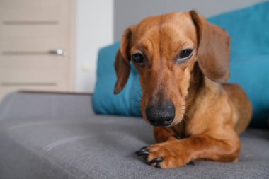 Dachshund köpeği kanepede yastık ve defterle yatıyor. Evdeki köpek hayatı. Sağlıklı ve mutlu bir köpek..