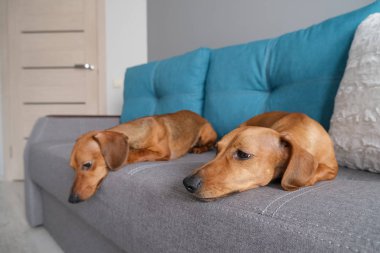 Dachshund ve dachshund köpeği kanepede yatıyor. Evdeki köpek hayatı.. 