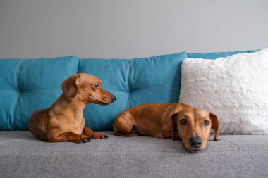 Dachshund ve dachshund köpeği kanepede yatıyor. Evdeki köpek hayatı.. 