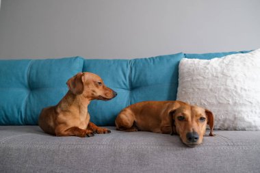 Dachshund ve dachshund köpeği kanepede yatıyor. Evdeki köpek hayatı.. 