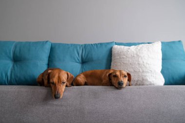 Dachshund ve dachshund köpeği kanepede yatıyor. Evdeki köpek hayatı.. 