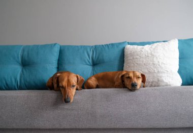 Dachshund ve dachshund köpeği kanepede yatıyor. Evdeki köpek hayatı.. 