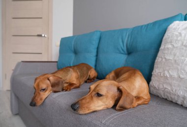 Dachshund ve dachshund köpeği kanepede yatıyor. Evdeki köpek hayatı.. 