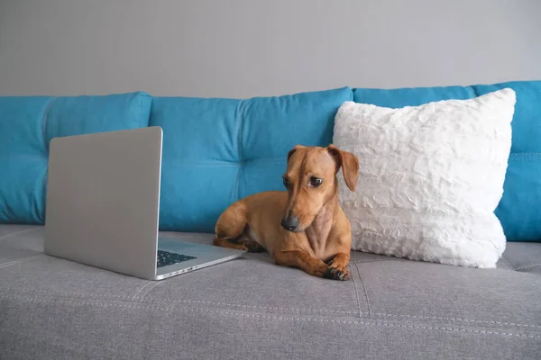 Dachshund lying on the sofa with pillows, notebook. Cozy and comfort atmosphere. Healthy and happy dog.