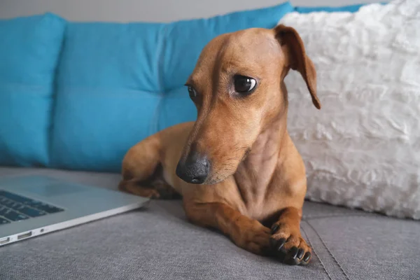 Dachshund Lying Sofa Pillows Notebook Cozy Comfort Atmosphere Healthy Happy — Stock Photo, Image