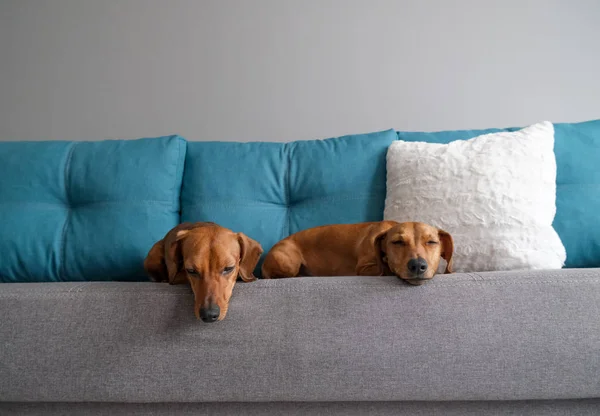 Dackel Und Dackelwelpe Liegen Auf Dem Sofa Hunde Leben Hause — Stockfoto
