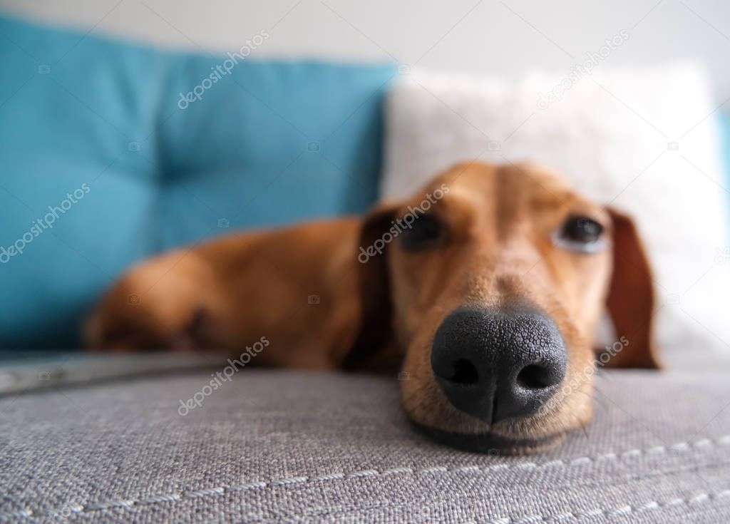 Close up of a dachshund nose, cute dog photo.