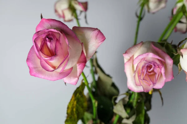 Dried roses, faded flowers.