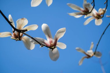 Manolya çiçekleri çiçek açmaya başlıyor. Bahar gökyüzü.