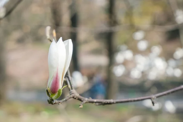 Magnolia Bud Magnolia Kwiat Zaczyna Kwitnąć — Zdjęcie stockowe