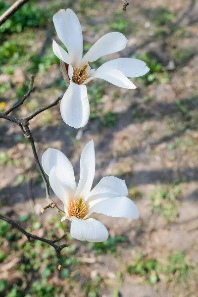Magnolia Bloem Achtergrond Knoppen Bloemen Lente Tijd — Stockfoto