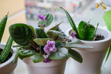 Violet pencere pervazındaki tencerede. Ev bitkileri, ev ekimi kavramı. 