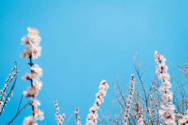Kiraz çiçeği, bahar zamanı, taze çiçek arkaplanı. Metin için açık mavi gökyüzü boşluğu