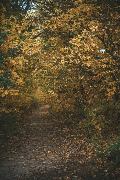 Paysage Ukraine Kiev Beau Parc Rivière Nature Riche Automne Doré — Photo