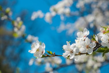 Elma çiçeği yakın, parlak doğa ve gökyüzü.
