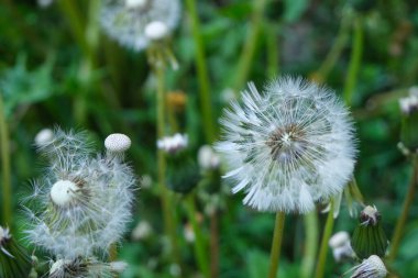 Karahindiba parlak yeşil arkaplanı kapatın. Güzel doğa..