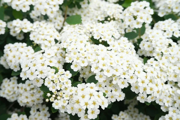 Skott Vita Vackra Blommor Blommig Bakgrund — Stockfoto