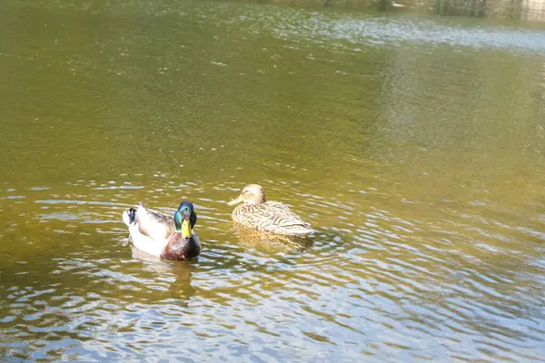 Canards Nageant Dans Lac Nature Photographie Animalière — Photo