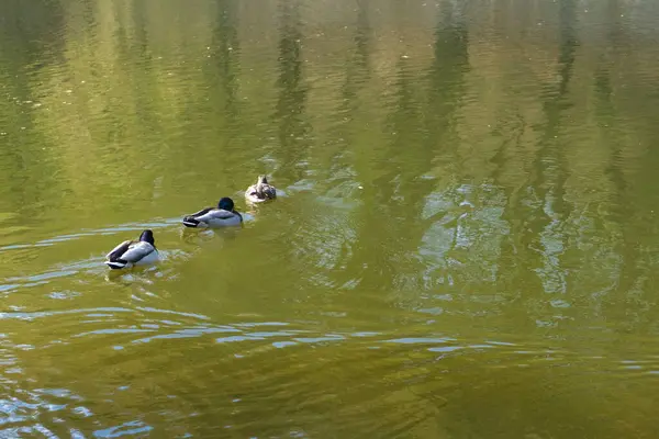 Πάπιες Που Κολυμπούν Στη Λίμνη Φύση Φωτογραφία Ζώων — Φωτογραφία Αρχείου