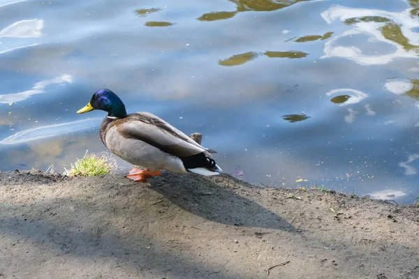 Gros Plan Canard Debout Près Lac Belle Nature — Photo