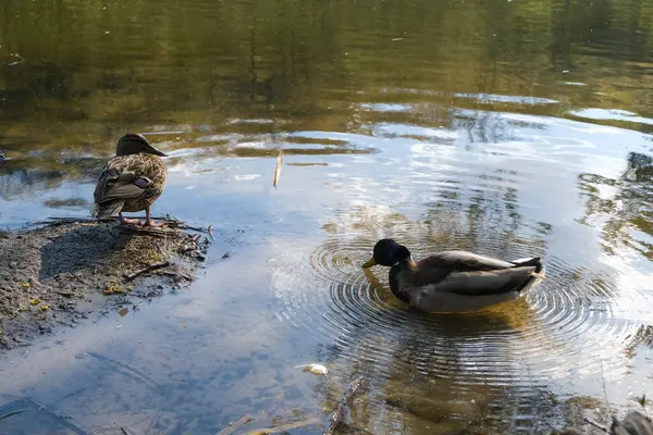 Canards Nageant Dans Lac Nature Photographie Animalière — Photo