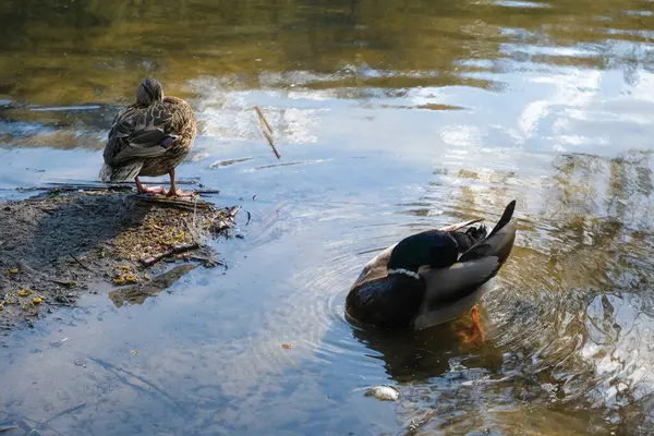 Canards Nageant Dans Lac Nature Photographie Animalière — Photo