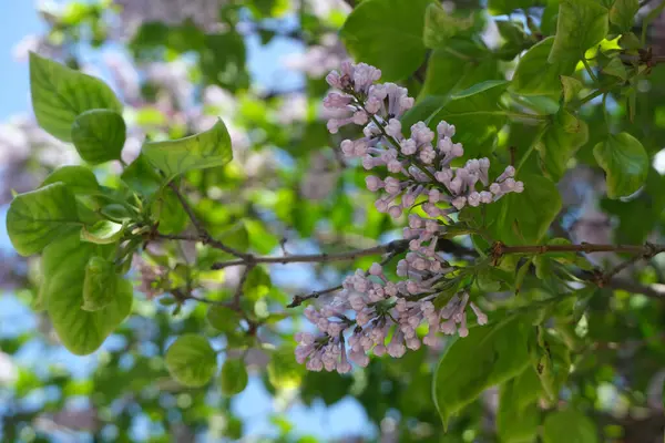 Lilla Primo Piano Fiori Fiore Sfondo Floreale — Foto Stock