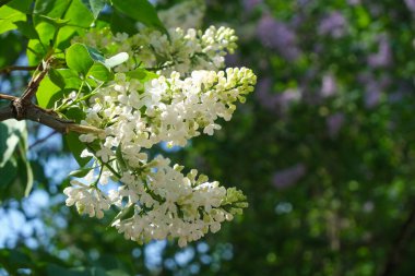 Leylak yakından, çiçek açan çiçekler. Çiçek arkaplan..