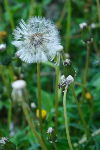 Närbild Maskros Ljusgrön Bakgrund Vacker Natur — Stockfoto