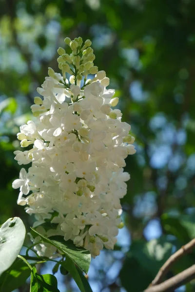 Lilás Perto Flores Florescentes Fundo Floral — Fotografia de Stock