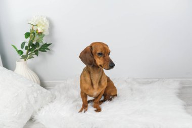 Beyaz halıdaki dachshund köpek yavrusunun stüdyo fotoğrafı.