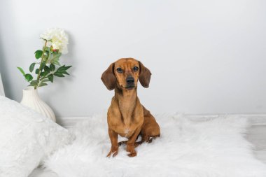 Beyaz halıdaki dachshund köpek yavrusunun stüdyo fotoğrafı.