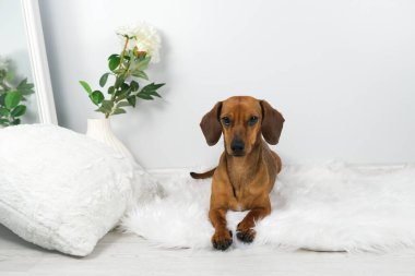 Beyaz halıdaki dachshund köpek yavrusunun stüdyo fotoğrafı.