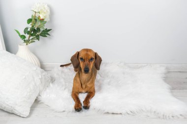 Beyaz halıdaki dachshund köpek yavrusunun stüdyo fotoğrafı.