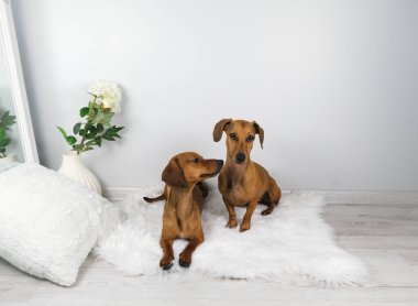 Dachshund köpek ve yaşlı dachshund 'un beyaz carpe' daki stüdyo çekimi.