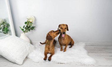 Dachshund köpek ve yaşlı dachshund 'un beyaz carpe' daki stüdyo çekimi.