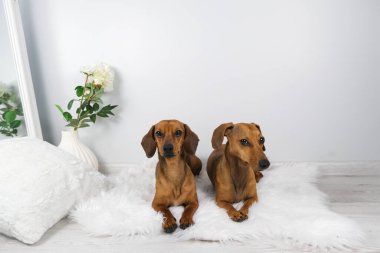 Dachshund köpek ve yaşlı dachshund 'un beyaz carpe' daki stüdyo çekimi.