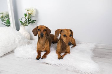 Dachshund köpek ve yaşlı dachshund 'un beyaz carpe' daki stüdyo çekimi.