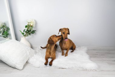 Dachshund köpek ve yaşlı dachshund 'un beyaz carpe' daki stüdyo çekimi.