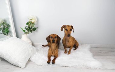 Dachshund köpek ve yaşlı dachshund 'un beyaz carpe' daki stüdyo çekimi.