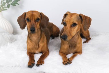 Dachshund köpek ve yaşlı dachshund 'un beyaz carpe' daki stüdyo çekimi.