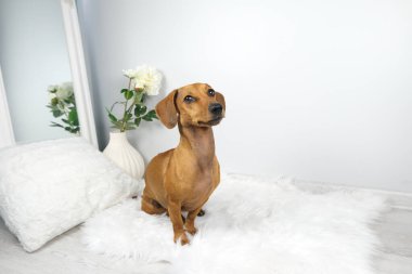 Beyaz halıda dachshund 'un stüdyo fotoğrafı.