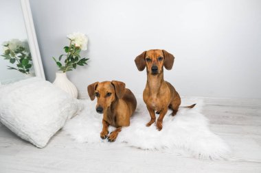 Dachshund köpek ve yaşlı dachshund 'un beyaz carpe' daki stüdyo çekimi.