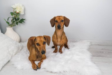 Dachshund köpek ve yaşlı dachshund 'un beyaz carpe' daki stüdyo çekimi.