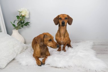 Dachshund köpek ve yaşlı dachshund 'un beyaz carpe' daki stüdyo çekimi.