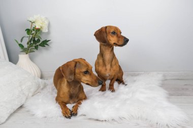 Dachshund köpek ve yaşlı dachshund 'un beyaz carpe' daki stüdyo çekimi.