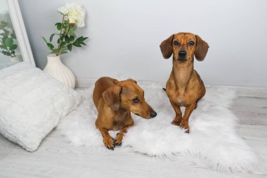 Dachshund köpek ve yaşlı dachshund 'un beyaz carpe' daki stüdyo çekimi.