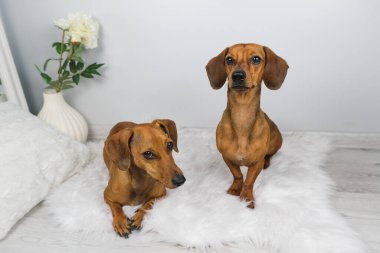 Dachshund köpek ve yaşlı dachshund 'un beyaz carpe' daki stüdyo çekimi.